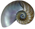 Nautile
