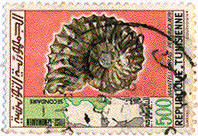Ammonite